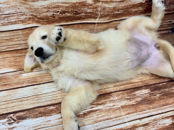 English Cream Golden Retriever-DOG-Female-Cream-23078-Petland Scottsdale, Arizona