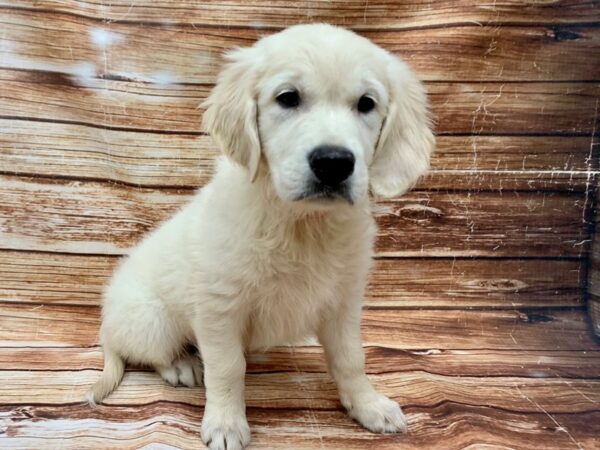 English Cream Golden Retriever-DOG-Female-Cream-23077-Petland Scottsdale, Arizona