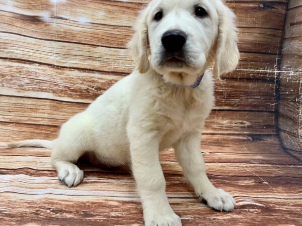English Cream Golden Retriever-DOG-Male-Cream-23076-Petland Scottsdale, Arizona