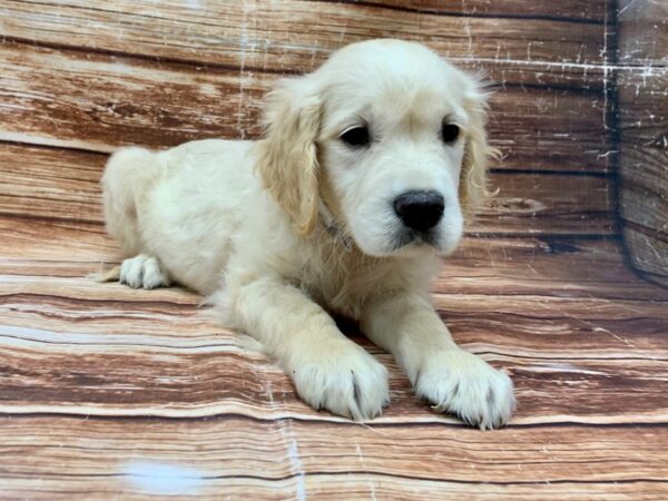 English Cream Golden Retriever-DOG-Male-Cream-23075-Petland Scottsdale, Arizona