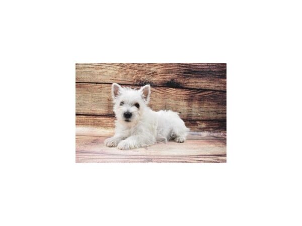 West Highland White Terrier-DOG-Female-White-23087-Petland Scottsdale, Arizona