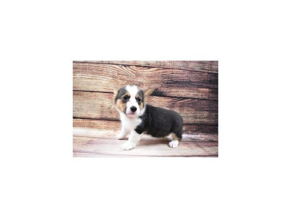 Pembroke Welsh Corgi-DOG-Female-Black and White-23090-Petland Scottsdale, Arizona