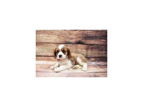 Cavalier King Charles Spaniel-DOG-Female-Blenheim-23084-Petland Scottsdale, Arizona
