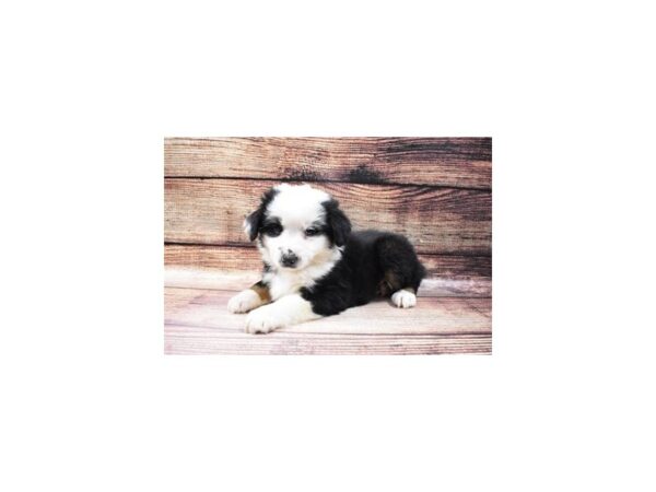 Miniature Australian Shepherd-DOG-Male-Black White and Brown-23082-Petland Scottsdale, Arizona