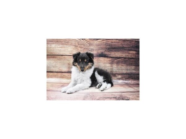 Shetland Sheepdog-DOG-Male-Black White and Tan-23085-Petland Scottsdale, Arizona