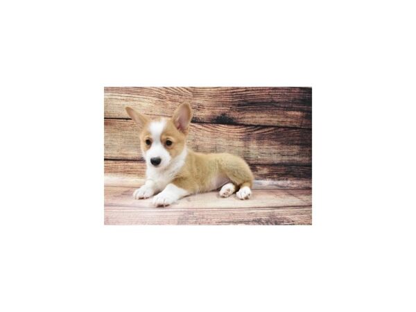 Pembroke Welsh Corgi-DOG-Female-Red-23089-Petland Scottsdale, Arizona