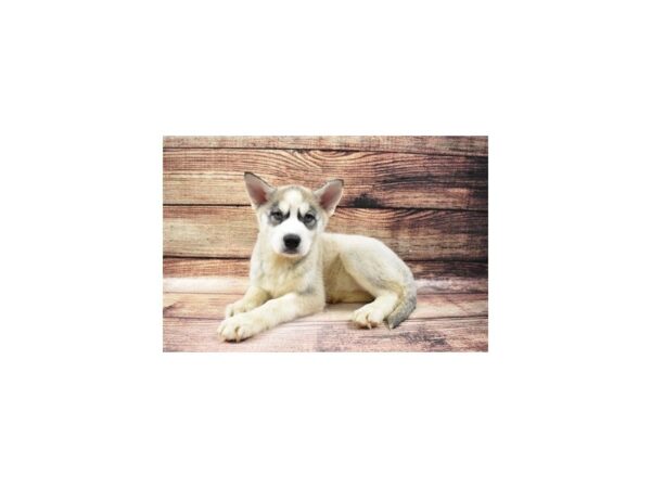 Siberian Husky-DOG-Female-Sable and White-23086-Petland Scottsdale, Arizona
