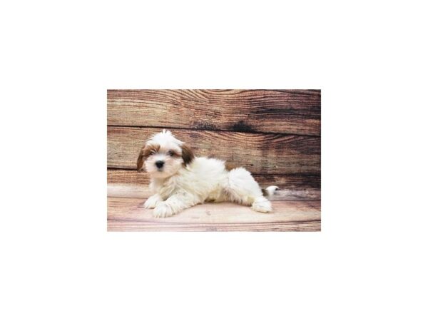 Lhasa Apso-DOG-Female-Red Gold-23088-Petland Scottsdale, Arizona