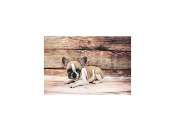 French Bulldog-DOG-Male-Red-23091-Petland Scottsdale, Arizona