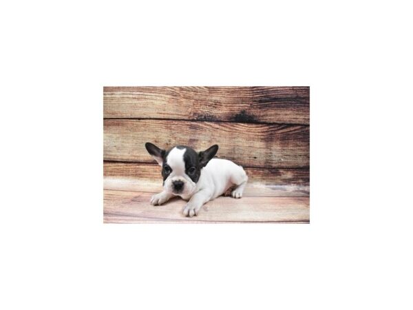 French Bulldog-DOG-Female-Brindle and White-23092-Petland Scottsdale, Arizona