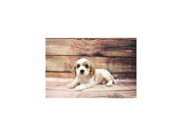 Cavalier King Charles Spaniel/Cocker Spaniel-DOG-Male-Red and White-23083-Petland Scottsdale, Arizona
