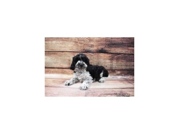Cavalier King Charles Spaniel/Poodle-DOG-Female-Black and White-23080-Petland Scottsdale, Arizona