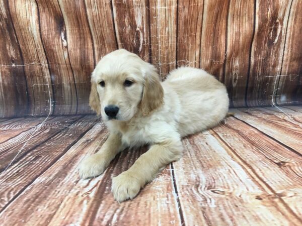 Golden Retriever-DOG-Female-Golden-23113-Petland Scottsdale, Arizona