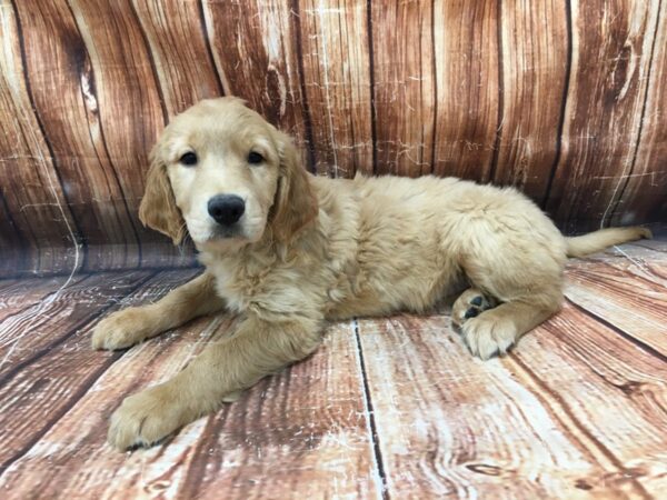 Golden Retriever-DOG-Female-Golden-23112-Petland Scottsdale, Arizona