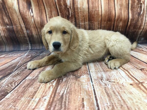 Golden Retriever-DOG-Male-Golden-23111-Petland Scottsdale, Arizona