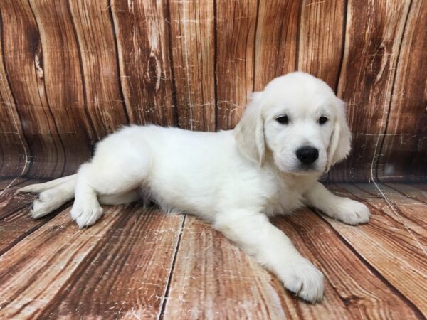 English Cream Golden Retriever-DOG-Male-CREAM-23110-Petland Scottsdale, Arizona