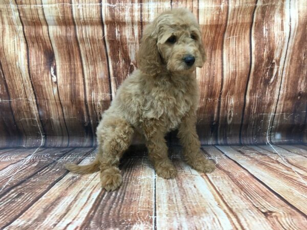 F1B Goldendoodle-DOG-Female-Golden-23108-Petland Scottsdale, Arizona