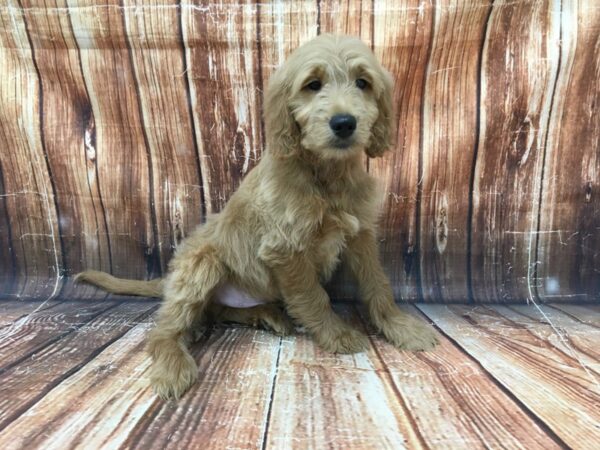 F1B Goldendoodle-DOG-Male-Golden-23107-Petland Scottsdale, Arizona