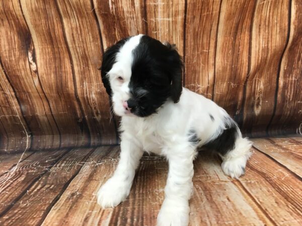 Cocker Spaniel-DOG-Male-White / Blue-23095-Petland Scottsdale, Arizona