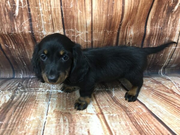 Dachshund-DOG-Female-Black / Tan-23097-Petland Scottsdale, Arizona