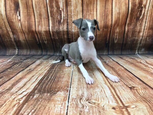 Italian Greyhound-DOG-Female-Blue-23098-Petland Scottsdale, Arizona