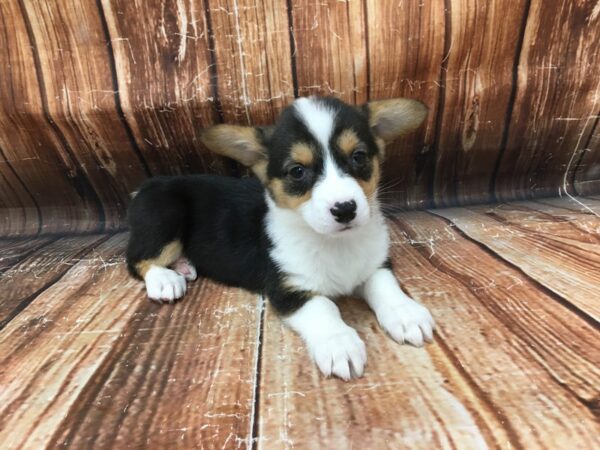 Pembroke Welsh Corgi-DOG-Female-Black White / Tan-23099-Petland Scottsdale, Arizona