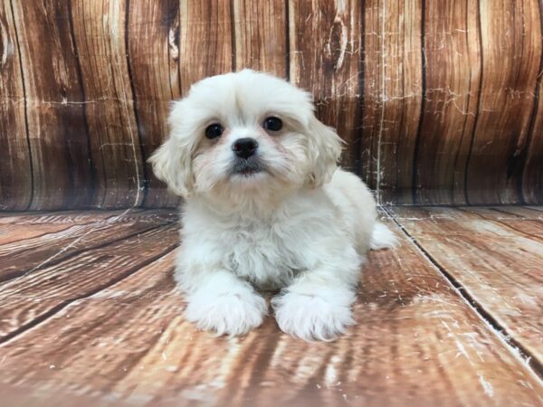 Pekingese/Poodle-DOG-Female-Cream / White-23104-Petland Scottsdale, Arizona