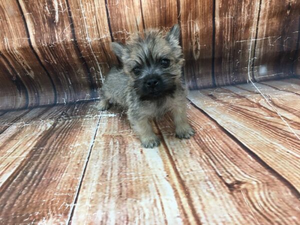 Cairn Terrier-DOG-Male-Wheaten-23093-Petland Scottsdale, Arizona