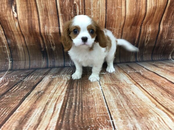 Cavalier King Charles Spaniel-DOG-Male-Blenheim / White-23094-Petland Scottsdale, Arizona
