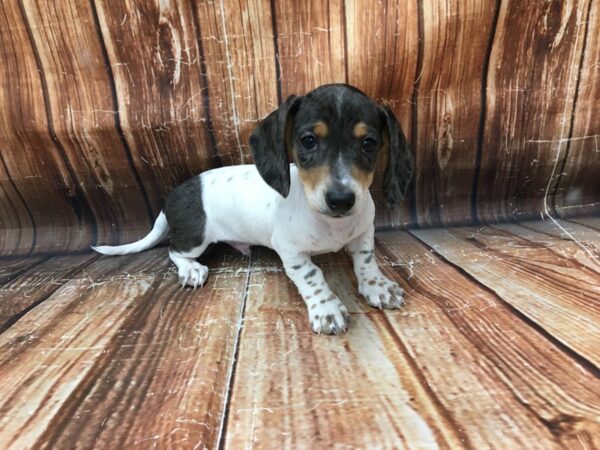 Dachshund-DOG-Male-Black / Tan-23096-Petland Scottsdale, Arizona