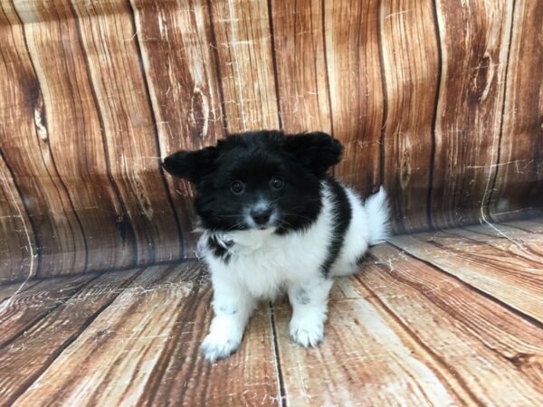 Mix-DOG-Male-Black-23106-Petland Scottsdale, Arizona