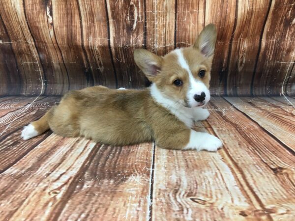 Pembroke Welsh Corgi-DOG-Male-Red / White-23100-Petland Scottsdale, Arizona