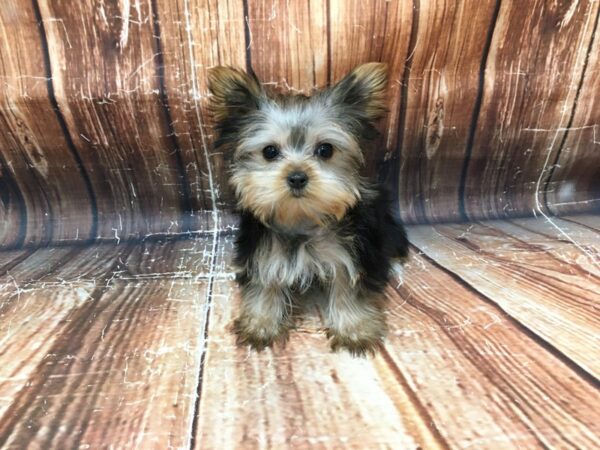 Yorkshire Terrier-DOG-Female-Black / Tan-23102-Petland Scottsdale, Arizona
