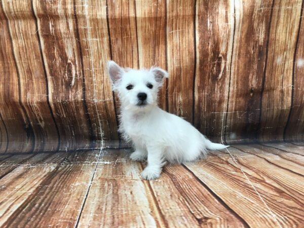 West Highland White Terrier-DOG-Male-White-23101-Petland Scottsdale, Arizona