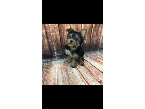 Yorkshire Terrier-DOG-Female-Black / Tan-23062-Petland Scottsdale, Arizona