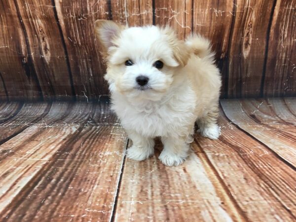 Chihuahua/Maltese-DOG-Male-Apricot-23065-Petland Scottsdale, Arizona