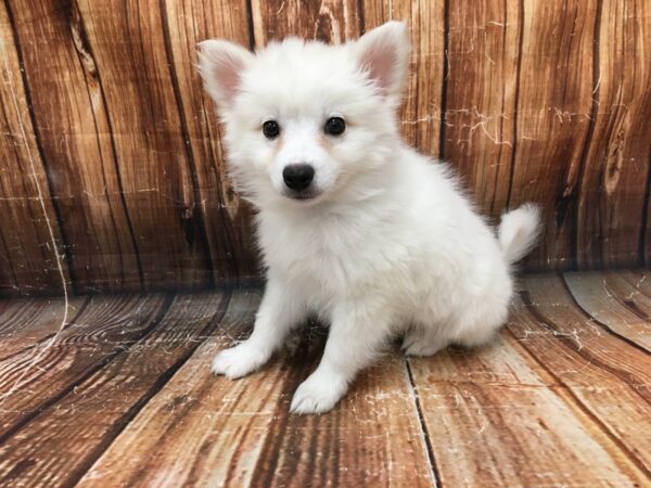 American Eskimo Dog-DOG-Male-White-23053-Petland Scottsdale, Arizona