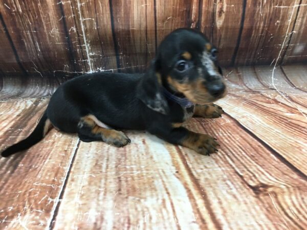 Dachshund-DOG-Male-Black / Tan-23056-Petland Scottsdale, Arizona