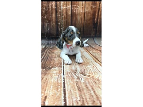 Dachshund-DOG-Female-Black / Tan-23055-Petland Scottsdale, Arizona