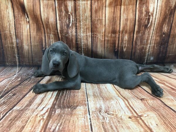 Weimaraner-DOG-Female-Blue-23060-Petland Scottsdale, Arizona