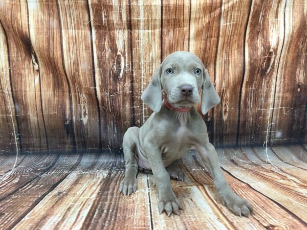 Weimaraner-DOG-Female-Silver Gray-23061-Petland Scottsdale, Arizona