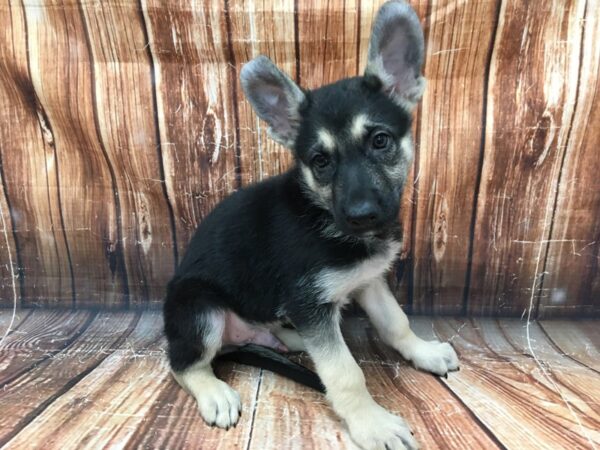 German Shepherd Dog-DOG-Male-Black / Tan-23066-Petland Scottsdale, Arizona