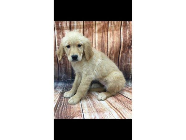 Golden Retriever-DOG-Female-Golden-23057-Petland Scottsdale, Arizona