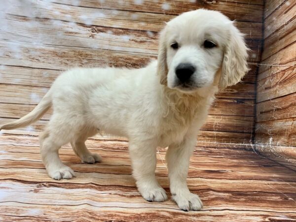 English Cream Golden Retriever-DOG-Male-CREAM-23109-Petland Scottsdale, Arizona
