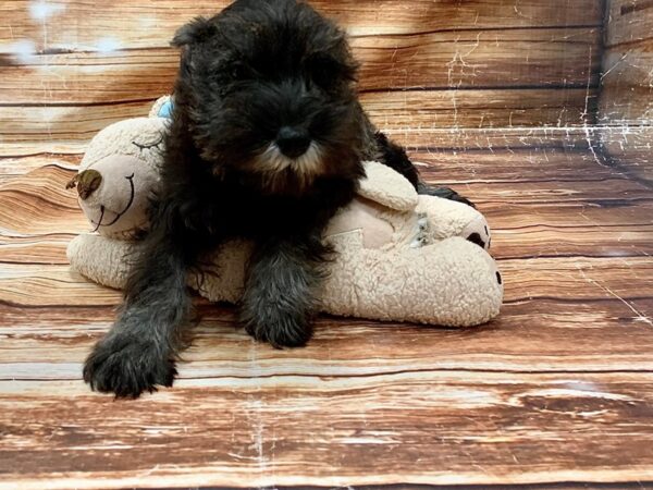 Miniature Schnauzer-DOG-Female-Salt / Pepper-23064-Petland Scottsdale, Arizona