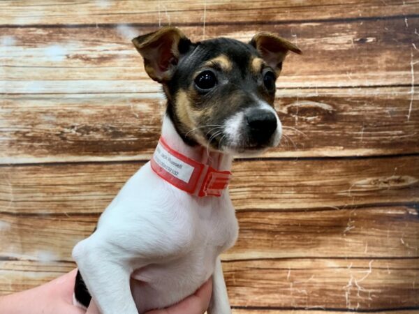 Jack Russell Terrier-DOG-Female-White / Black-23063-Petland Scottsdale, Arizona