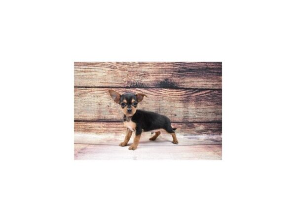Chihuahua/Yorkshire Terrier-DOG-Male-Black and Tan-23114-Petland Scottsdale, Arizona