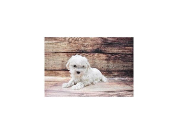 Maltese-DOG-Female-White-23120-Petland Scottsdale, Arizona