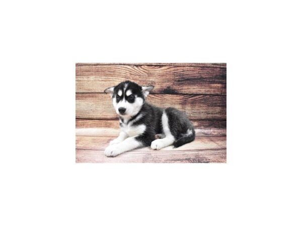 Siberian Husky-DOG-Female-Black and White-23118-Petland Scottsdale, Arizona