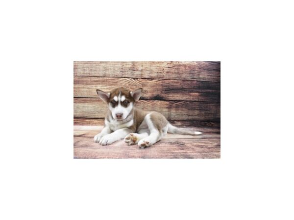 Siberian Husky-DOG-Male-Copper and White-23119-Petland Scottsdale, Arizona